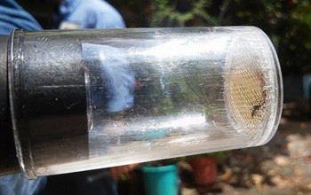 Mosquito trap showing an insect inside